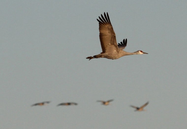 Sandhill Crane migration
